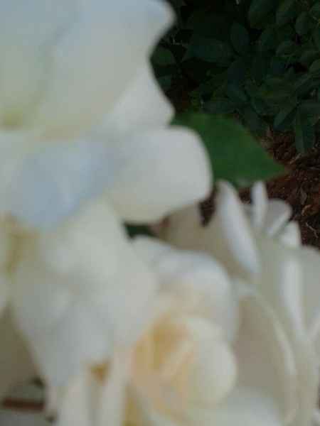 Meu casamento - 1