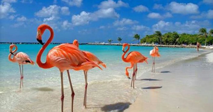 Aruba