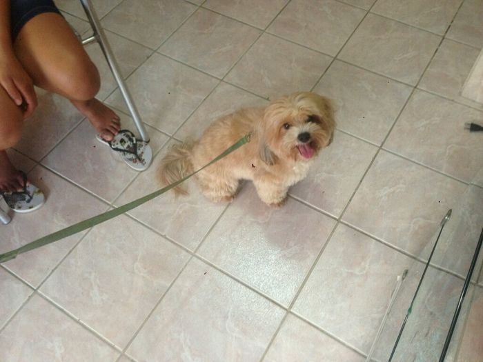 Meu amigo pet - 1