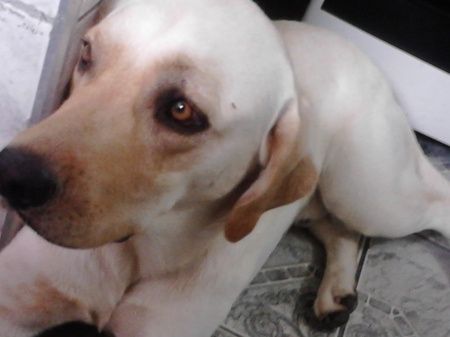 Meu cachorro entrar com alianças ? - 2