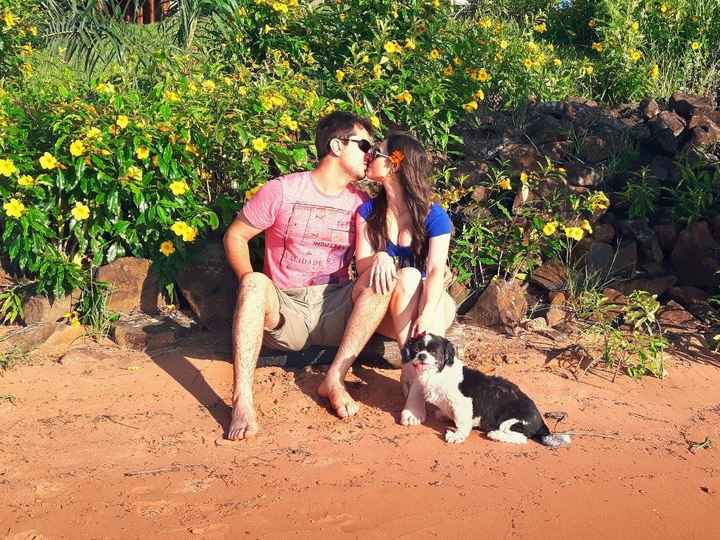 Dogs2