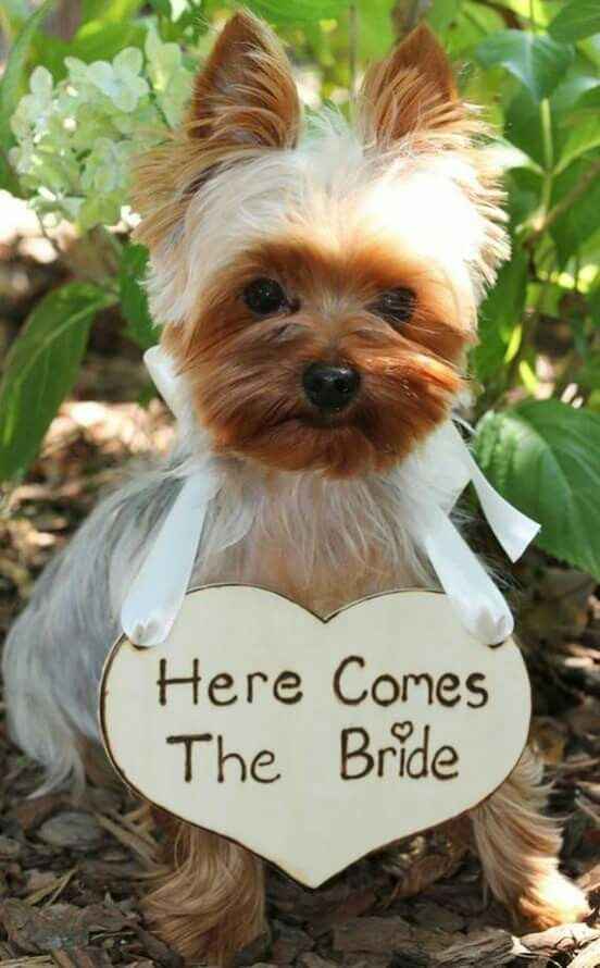 Casamento com pets *-* - 5