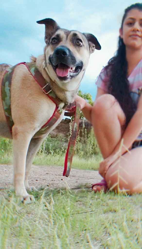 Vocês têm vontade de ter um animal de estimação? - 1