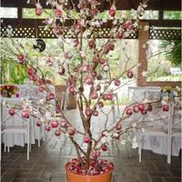 Árvore de maçã do amor