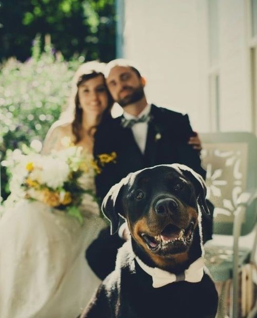 Pets no Casamento 3