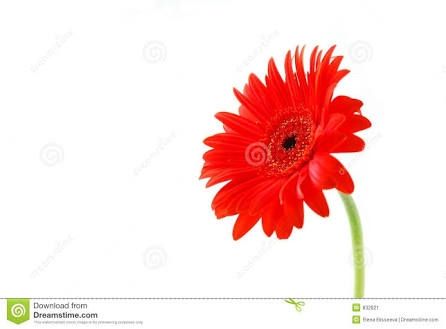 Flores da decoração... - 1