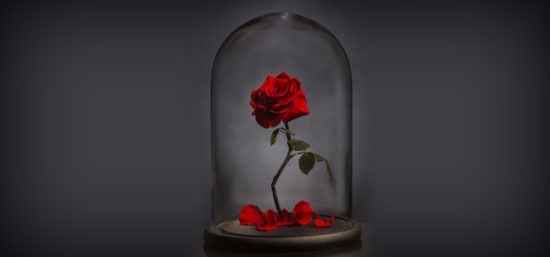 Rosa vermelha!