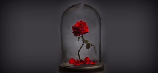 Rosa vermelha!