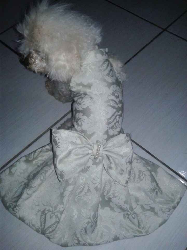 Roupa da minha filha de 4 patas - 2