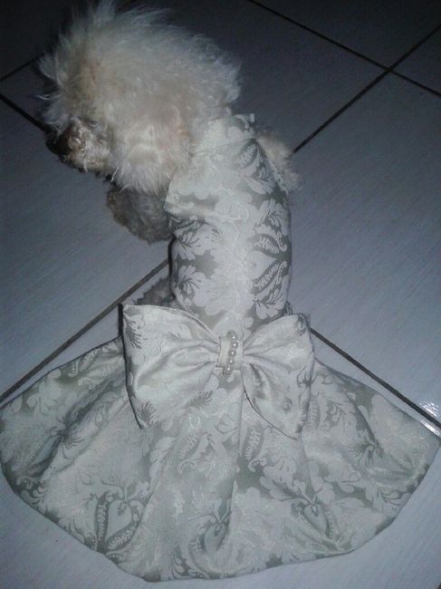Roupa da minha filha de 4 patas - 2