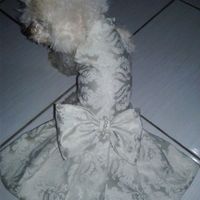 Roupa da minha filha de 4 patas - 2