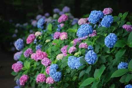 hortênsias 