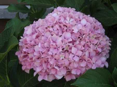hortênsias 