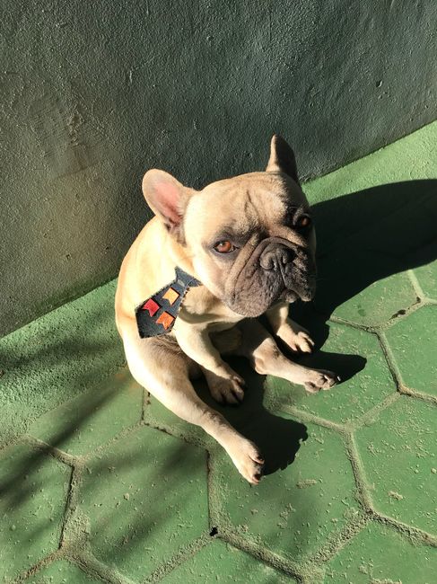 Animais de Estimação 4