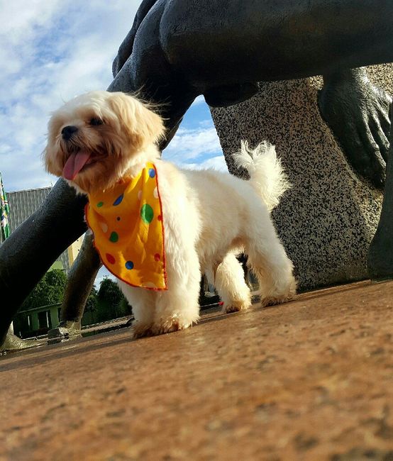 Cachorro porta alianças - 3