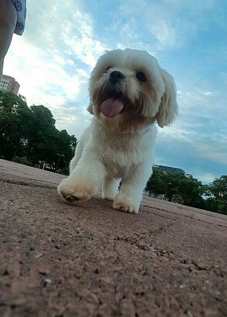 Cachorro porta alianças - 1