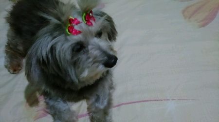 Meu amigo pet - 1