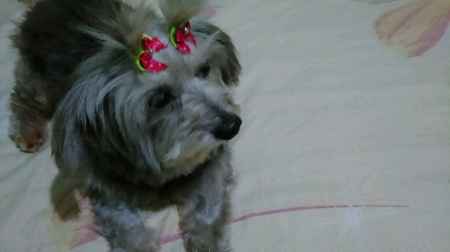Meu amigo pet - 1
