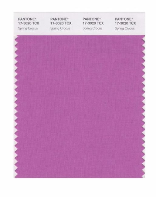Spring Crocus 17-3020