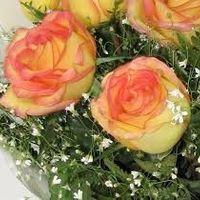 Rosas ambiance