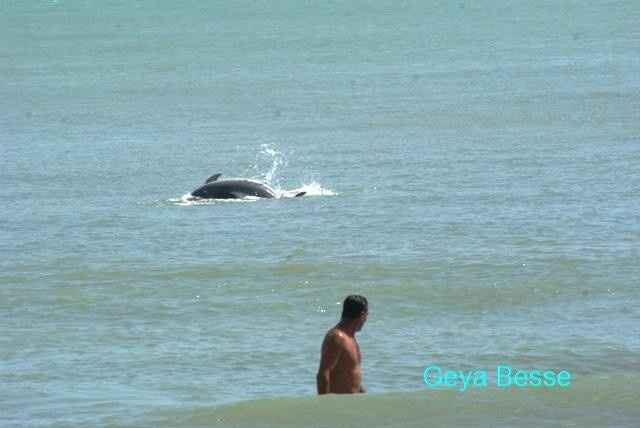 Encontro com Os Golfinhos