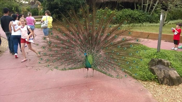 Animais e zoologico