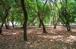Parque de Dunas