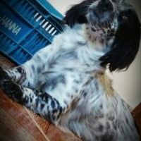 Lindona