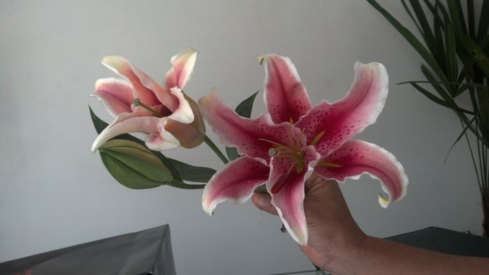 Lírio Rosa