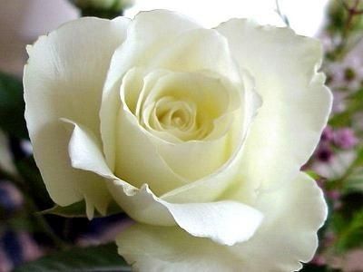 Rosa Branca
