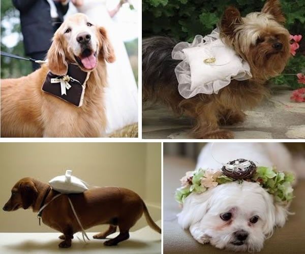 Cachorro levando alianças