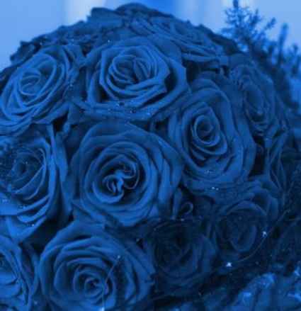 rosas azuis