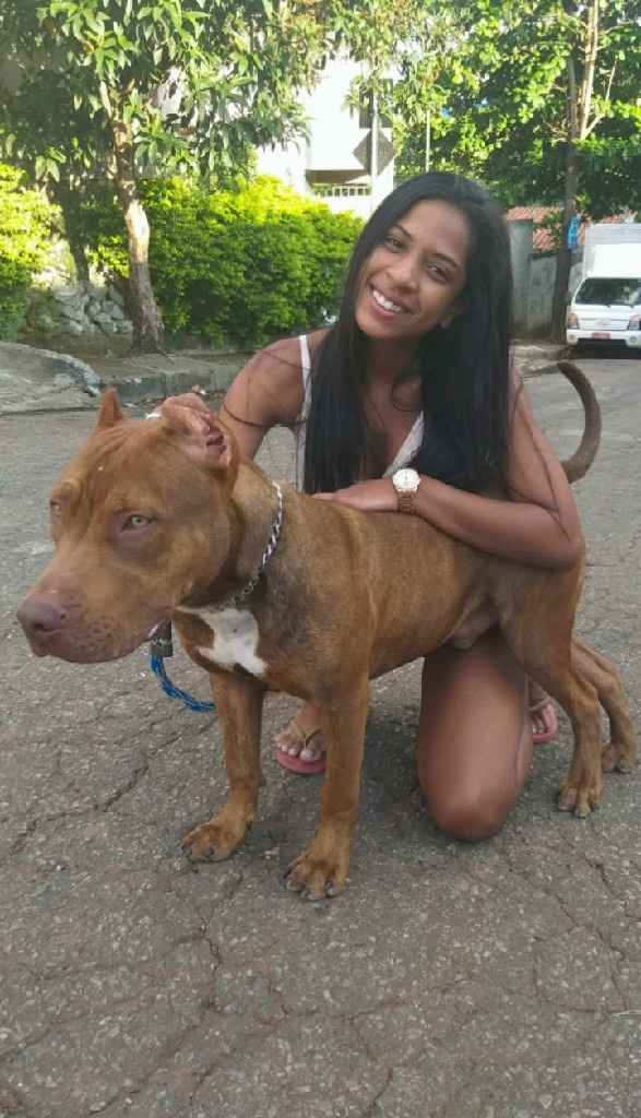 Pet na cerimônia - 1