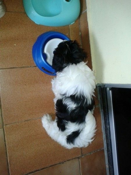 Thor - cãozinho
