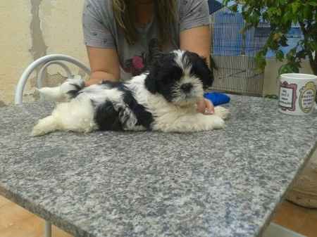 Meu Thor