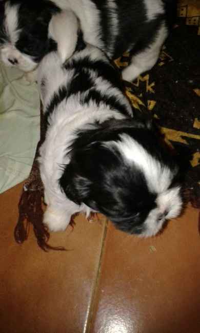 Thor Meu Caõzinho