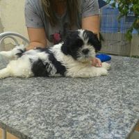 Meu Thor