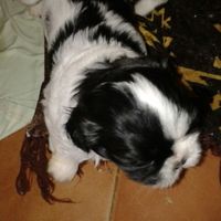 Thor Meu Caõzinho