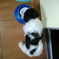Thor - cãozinho