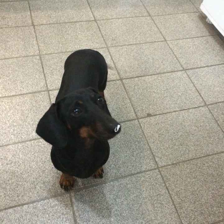 Cachorro como pajens - 3