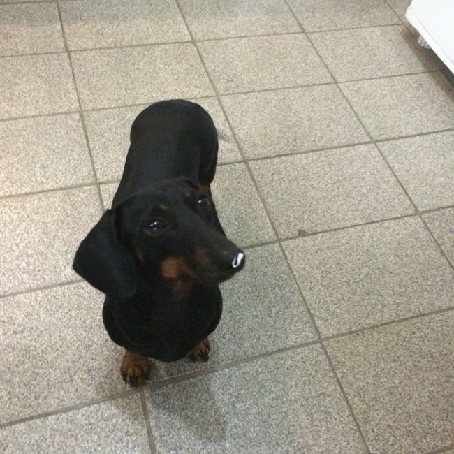 Cachorro como pajens - 3