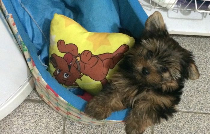 Cachorro como pajens - 4