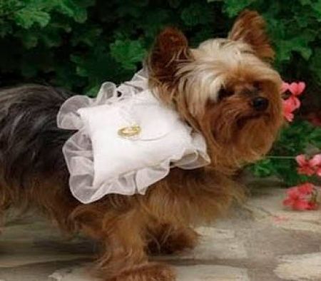 cachorro