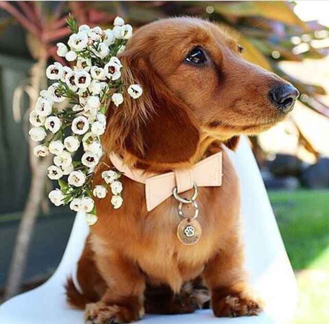 O cachorro na cerimônia 😍🐶 - 9