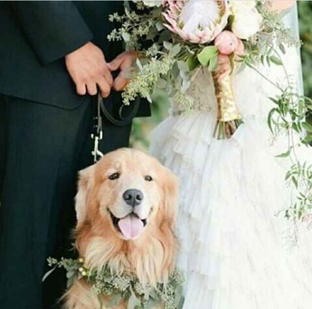 O cachorro na cerimônia 😍🐶 - 10