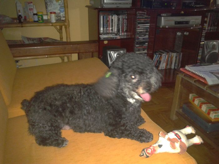 bichinho de estimação