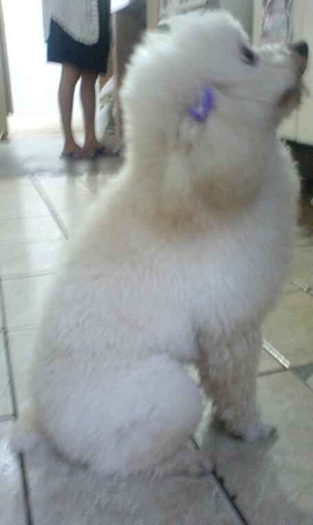 Bichinho de estimacao - 1
