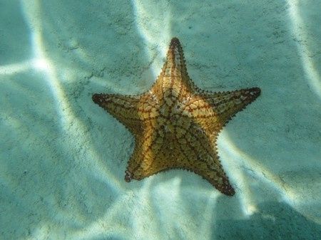 Estrela do mar