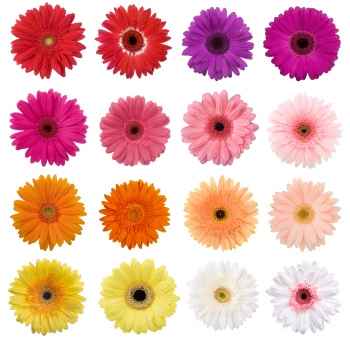 Dúvida... cor da decoração e quais flores usar! me ajudem noivinhas... - 1