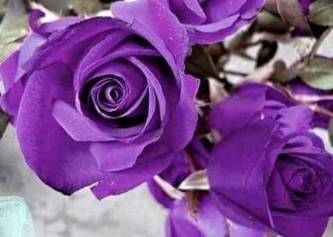 Rosa roxa! - 1